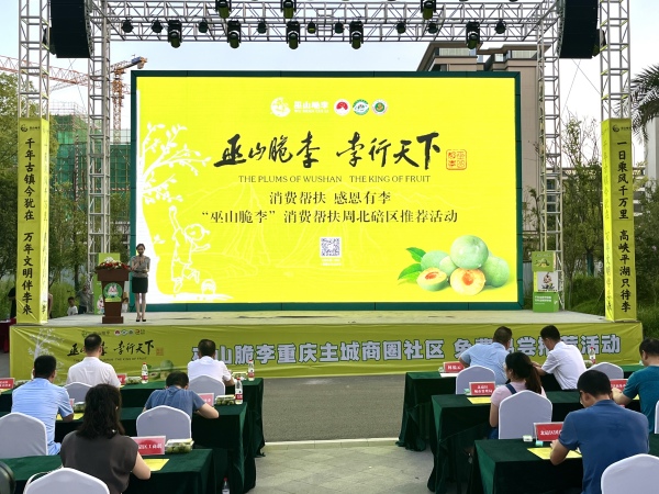 2023年7月22日，巫山脆李赴縉云 “李”行天下振鄉村 2023北碚區精準助農推介會舉行。 羅丹攝