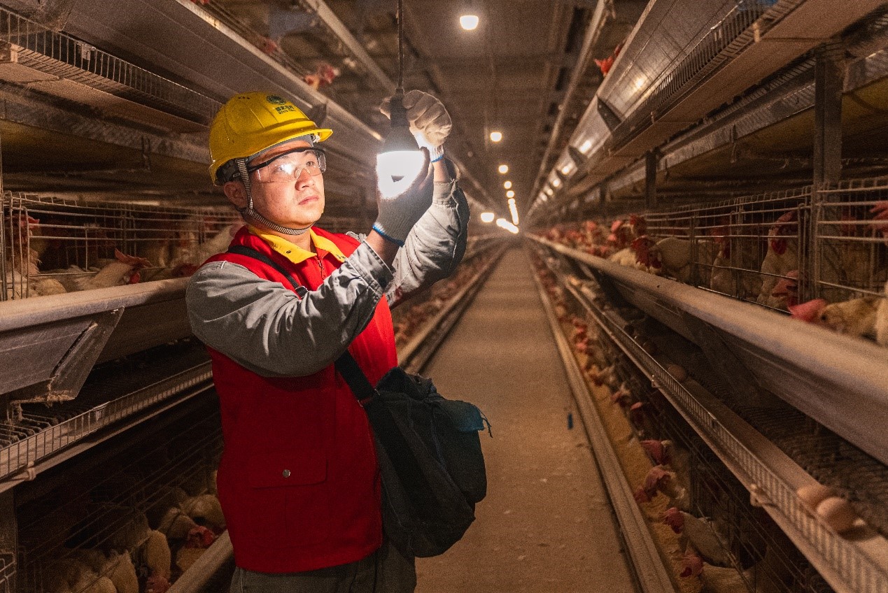電力工人對雞舍照明進行安全檢查。國網重慶永川供電公司供圖
