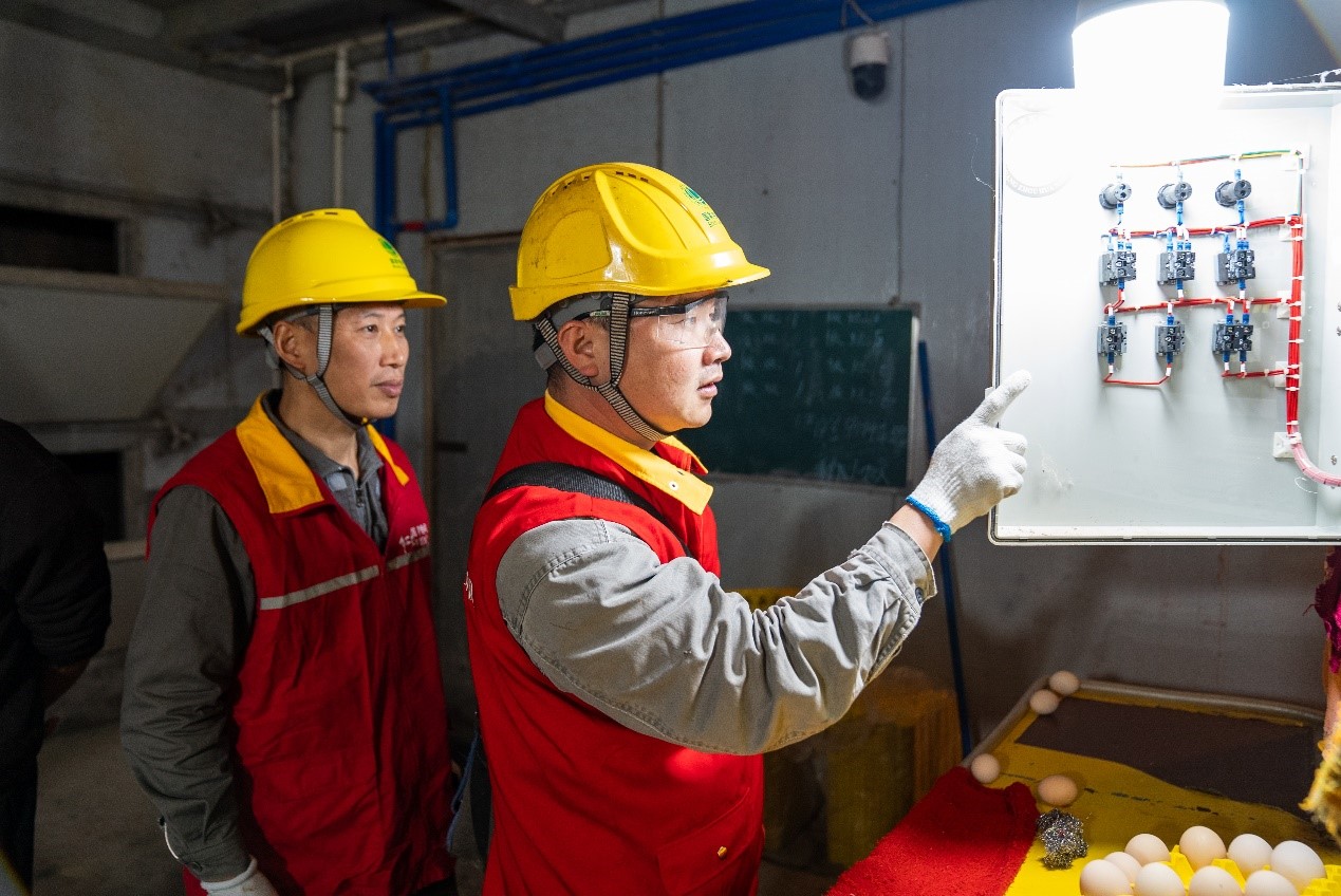 電力工人對儲蛋室通風系統進行安全檢查。國網重慶永川供電公司供圖