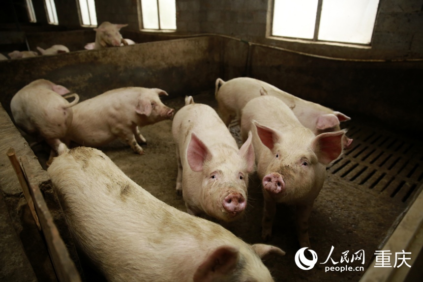位于城口縣蓼子鄉“守令生態生豬養殖基地”內即將出欄的生豬。人民網記者 劉政寧攝