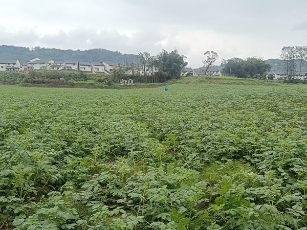 土豆田綠意盎然。麻柳嘴鎮供圖