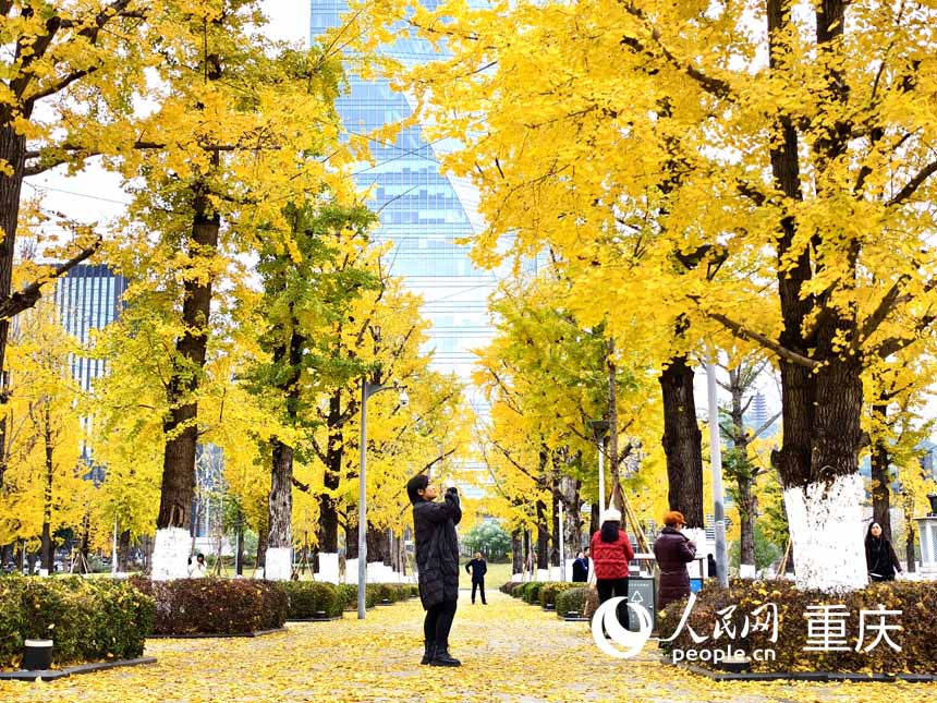 重慶兩江幸福廣場，市民在銀杏樹下游玩拍照。人民網 陳琦攝