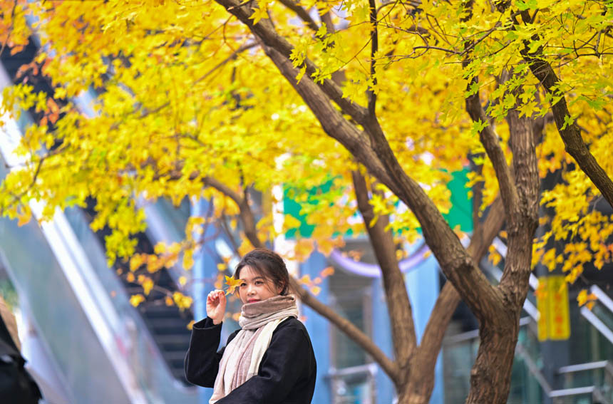 市民在南岸區學府大道銀杏樹下拍照留影。郭旭攝