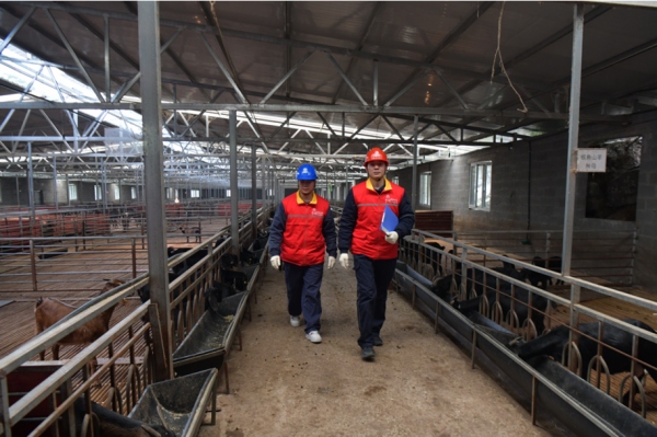 電力工作人員幫助養殖戶檢查養殖場的電線、電器設備及配電箱等。楊明麗攝