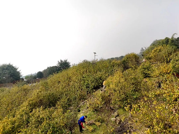 放牛村臘梅綻放。郭旭攝