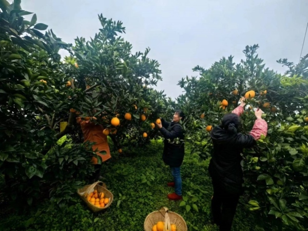 村民采摘柑橘。楊金波攝