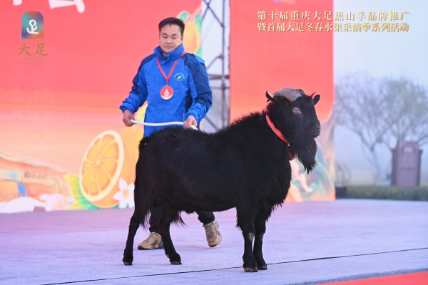 楊必勝養殖的母羊奪得“羊后”稱號。主辦方供圖