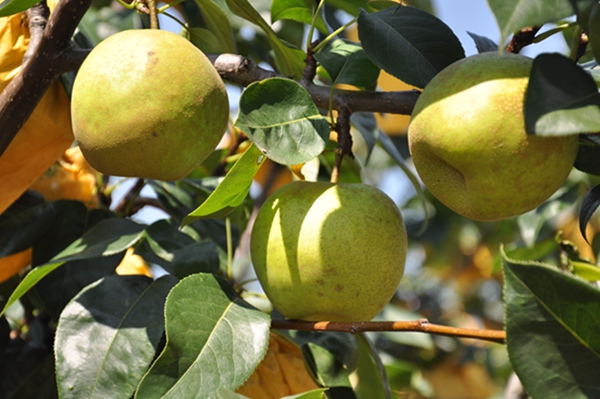 特色產業賦能鄉村振興。雙河口鎮供圖