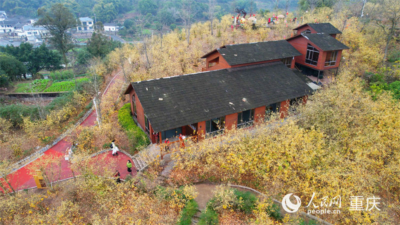 重慶市北碚區靜觀鎮蠟梅園，漫山的蠟梅花競相綻放。人民網劉祎攝