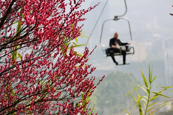 游客乘坐索道感受春天的氣息。楊孝永攝