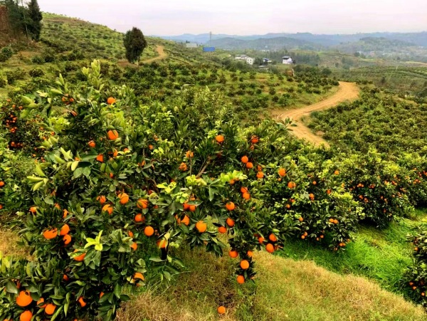 柑橘基地喜迎豐收。王場鎮供圖