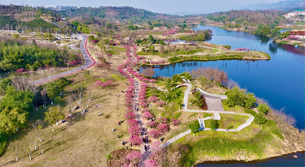 明月湖梅花盛放。兩江協同創新區供圖