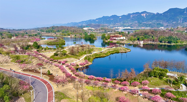 明月湖梅園。兩江協同創新區供圖