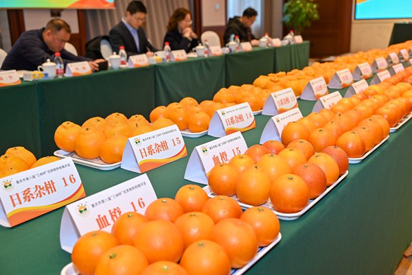 參評果品豐富多樣。付作僑攝