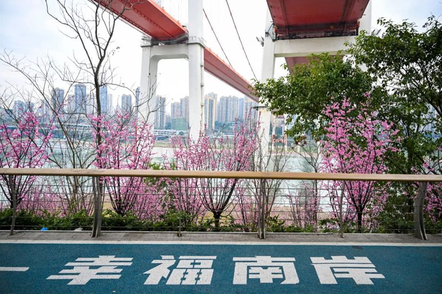 雅巴洞江灘步道千株梅花沿城而植。崔景印攝