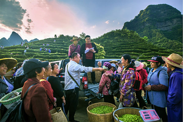 秀山縣某農業開發有限公司集中采購村民茶葉。重慶銀行供圖