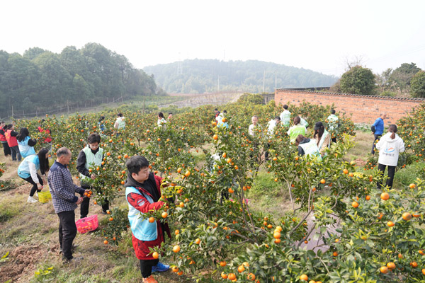 西南大學的志愿者在幫種植大戶采摘沃柑。西南大學供圖