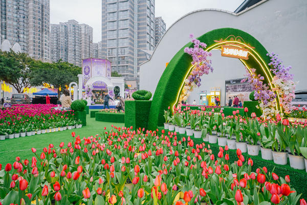 十萬株郁金香綻放世紀金源。世紀金源供圖