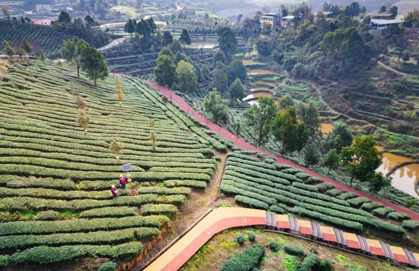 永榮茶廠航拍。國網重慶永川供電公司供圖