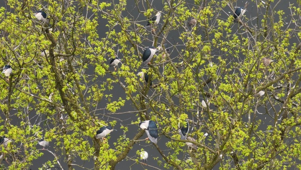 下壩村瀨溪河畔迎來一年中最靈動的時刻。陳柯男攝