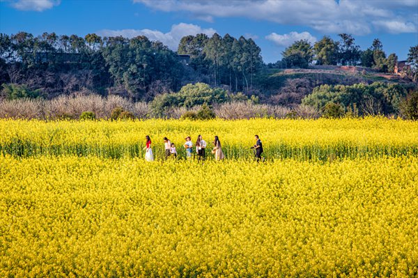 游客在油菜花田中暢游?；顒臃焦﹫D