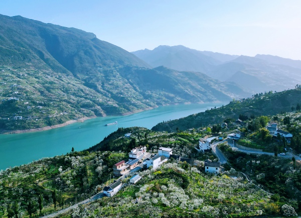 巫山縣曲尺鄉滿山遍野李花如雪。盧先慶攝