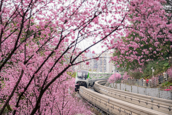 重慶軌道交通2號線列車穿行于花海之間。王歡攝