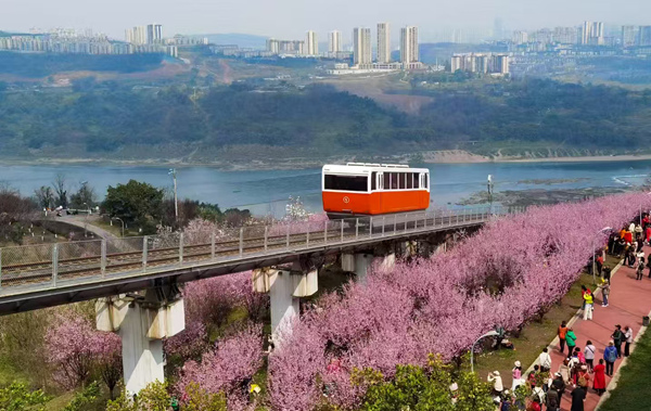 重慶禮嘉智慧公園陵江次元區域的千株“美人梅”盛放，時光纜車穿行其中，吸引游人駐足觀賞拍攝。劉薇攝
