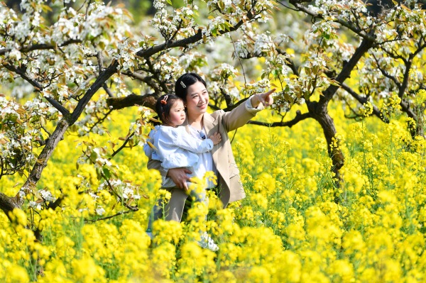 永新鎮萬畝梨花盛開。綦江融媒體中心供圖