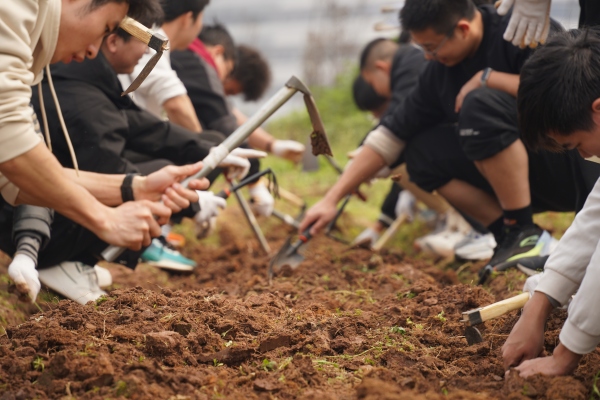 學生們在田間除草、松土。重慶理工大學供圖