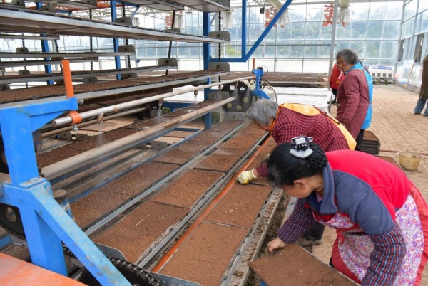 石灘鎮水稻商品化育苗中心的工作人員將撒了種子的育苗盤上架到循環育秧系統機。楊明麗攝