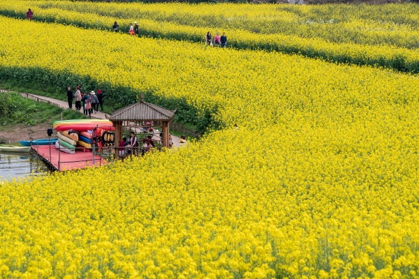 金色黃莊。劉彥攝