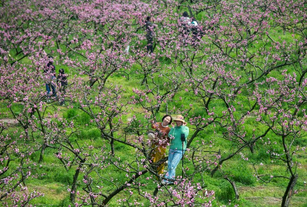 桃花燦，人們笑。冉孟軍攝