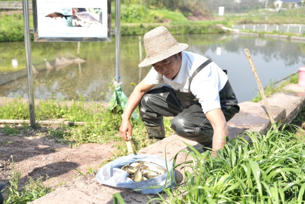 大竹溪村村民谷山水捕撈乳魚。陳欣薇攝