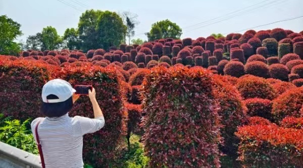 紅葉石楠盛放。郭旭攝