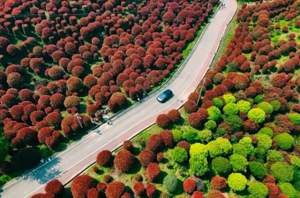 紅葉石楠盛放。郭旭攝