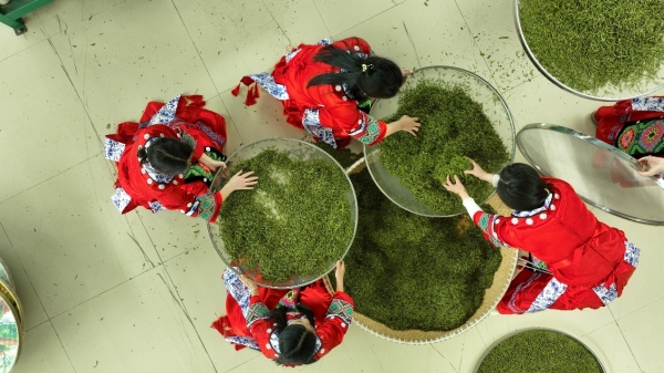 采茶姑娘在加工茶葉。胡程攝