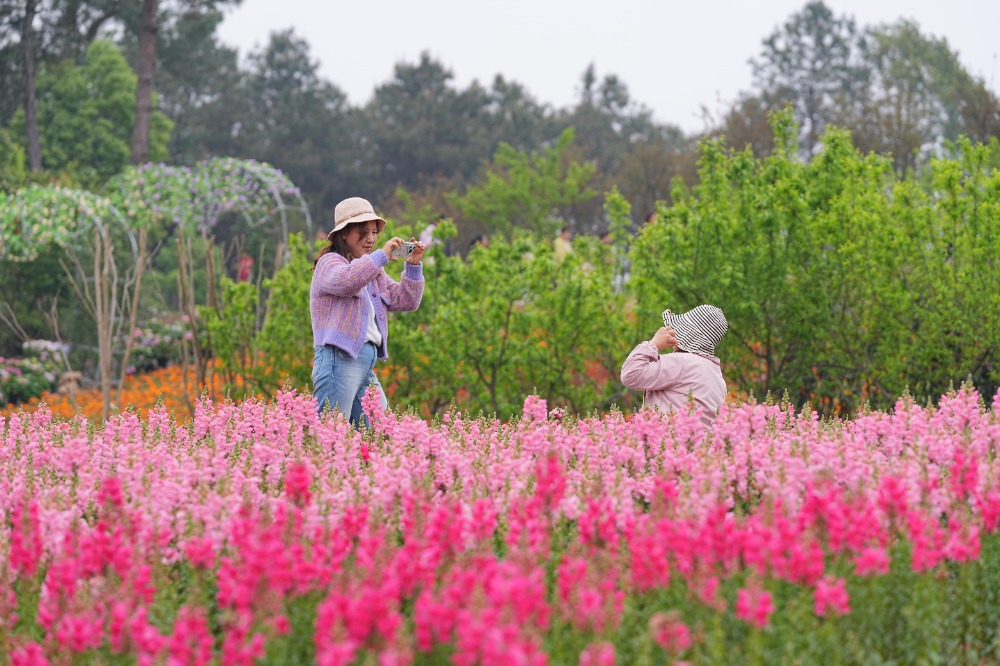 4月6日，北碚區復興街道漫花山田農業公園，游客在此踏青賞花，拍照留念。特約攝影 秦廷富