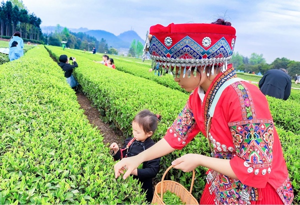 游客在采摘春茶。姚華勝攝