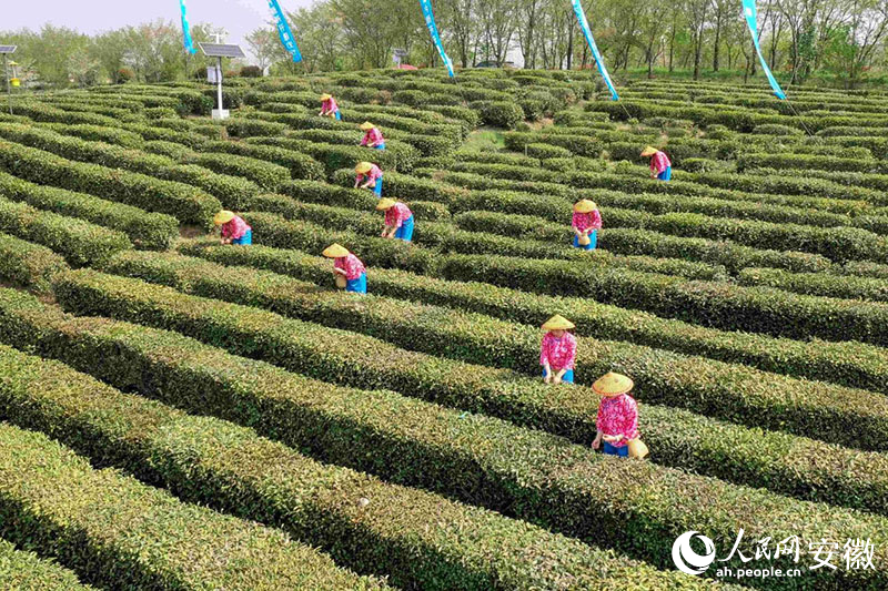 徽茶開采。人民網記者 陳若天攝