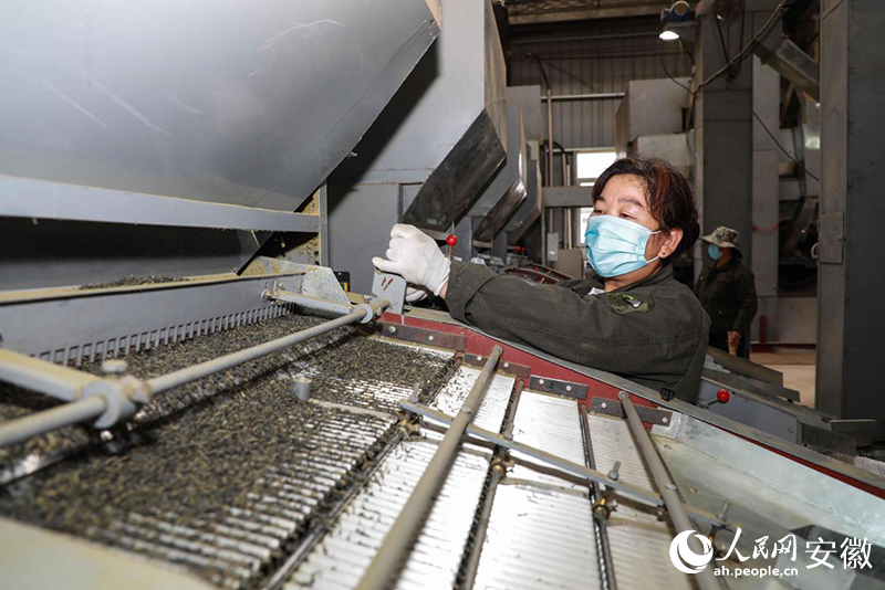 安徽金寨，工人加工出口的夏秋茶。人民網記者 張俊攝