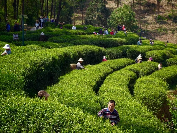 市民體驗采茶。任峰攝