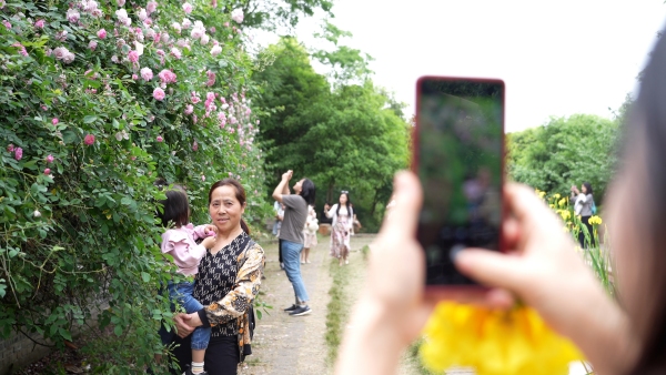 薔薇綻放，市民共赴“花事之約”。大足臺供圖