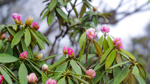 花開金佛山。金佛山景區供圖