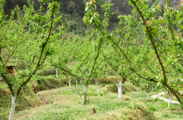 郭扶鎮龍泉村果蔬種植基地。唐斌皓 攝