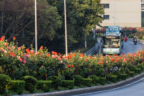 月季為城市增添了一抹靚麗的色彩。羅云希攝