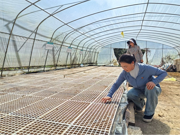 崔廷俊查看辣椒育苗。中國人壽壽險重慶市分公司供圖