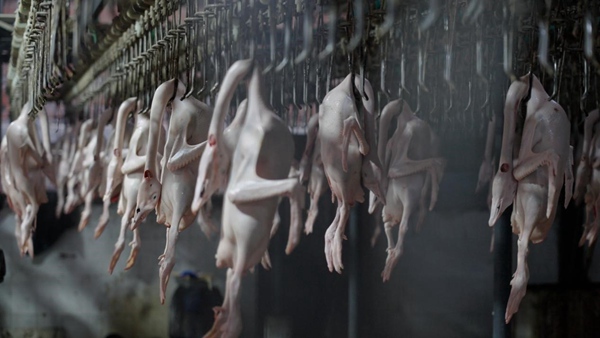 訂單激增，鵝企生產線繁忙。國網永川供電公司供圖