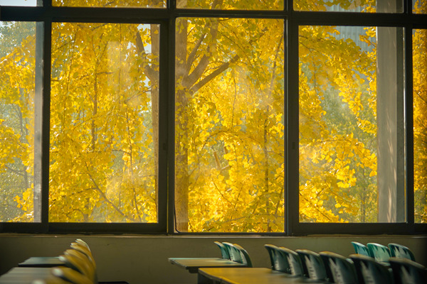 銀杏金輝映窗明。重慶理工大學供圖