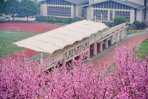 校園美人梅輕舞芳菲。重慶理工大學供圖